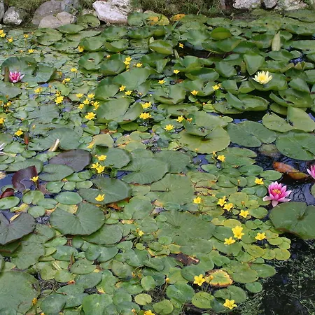 Aronia Park Lubiechowa