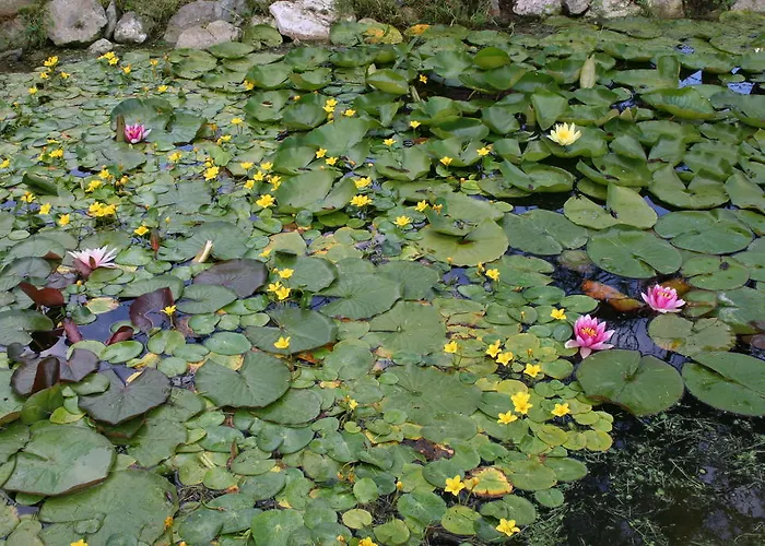 Aronia Park Lubiechowa